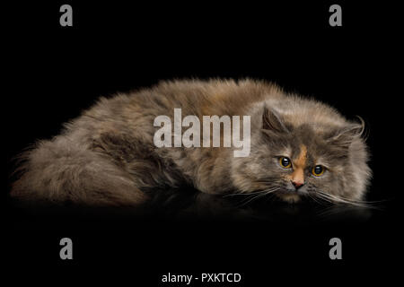 Breve Munchkin tartaruga Cat Fur giacente sulla isolato su sfondo nero Foto Stock