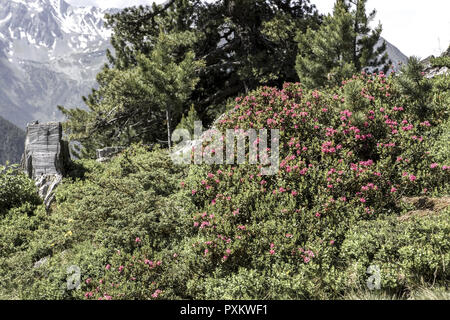 Oesterreich, Tirol, Pitztal, Zirben, Berglandschaft, Gebirge, Pflanzen, Natur, vegetazione, Baeume, Nadelbaeume, Blick, menschenleer, Ruhe, Stille, da Foto Stock