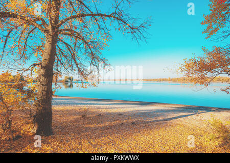 Riverbank con pioppi in autunno in tempo soleggiato Foto Stock