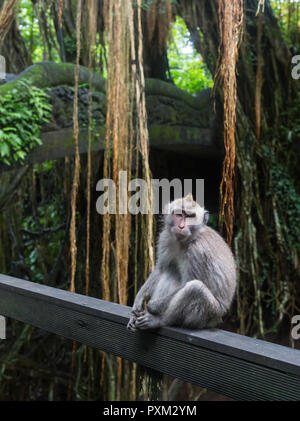 Monkey sull'albero ,Monkey rampicante. Foto Stock