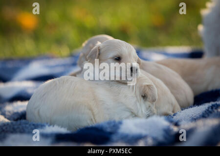 Poco adorabili cuccioli snuggling su un blu e bianca coperta a scacchi Foto Stock