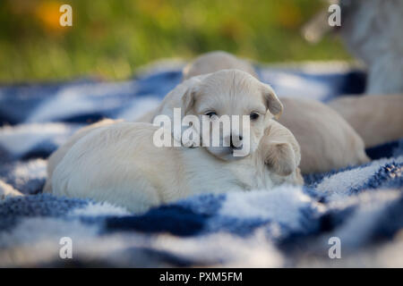 Poco adorabili cuccioli snuggling su un blu e bianca coperta a scacchi Foto Stock