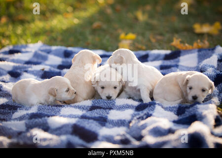 Cinque adorabili poco cuccioli giocare al di fuori su un blu e bianca coperta a scacchi sull'erba in una giornata autunnale Foto Stock