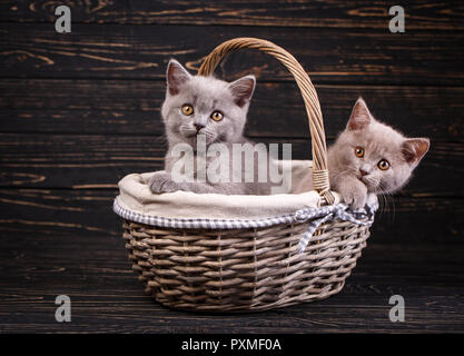 Scottish dritto gattini. Il gatto guarda la telecamera. Due soffici gattini sono alloggiati in un cestello. Funky i gattini di esplorare nuovi territori. Su un nero b Foto Stock