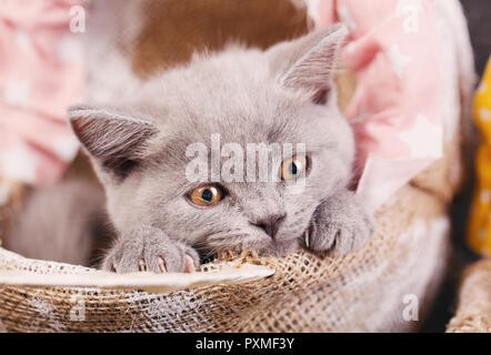 Scottish dritto gattino. Fotografare un gattino a una foto in studio. Il gattino guarda verso il basso. Foto Stock