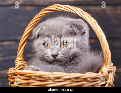 Scottish Fold gattino. Gattino grigio sulla foto in studio. Grigio divertenti gattino nel cesto. Il gattino guarda a sinistra. Fotografare un gattino in una foto st Foto Stock