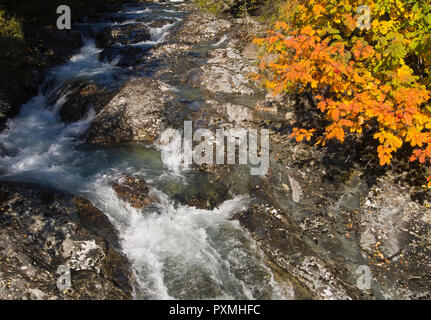 Fresca e limpida ruscello di montagna con fragore acqua e foglie di autunno, Hemsedal valley Norvegia Foto Stock