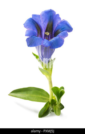 Fiore di genziana ( Gentiana acaulis ) isolato su bianco Foto Stock