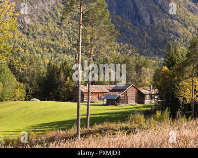 Antica fattoria di edifici in una foresta cleating, ora casa per le vacanze in autunno valle Hemsedal Norvegia Foto Stock