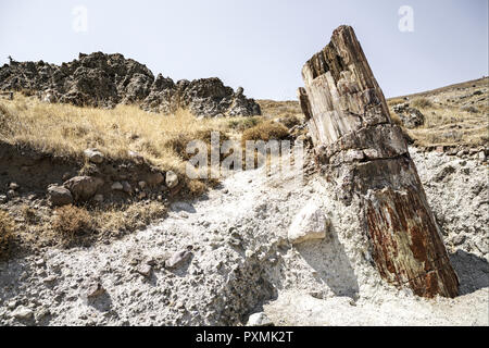 Griechenland, Insel Lesbo, Sigri, Baumstumpf, versteinert, Baum, Baumstamm, alt Naturschutzpark Apolithomeno Dasos, Versteinerung, Berglandschaft, E Foto Stock