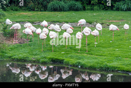 Rosa fenicottero maggiore (Phoenicopterus roseus) dormire con il lato del laghetto, tutti in piedi su una gamba sola con le loro teste nascosti sotto le loro ali. Foto Stock