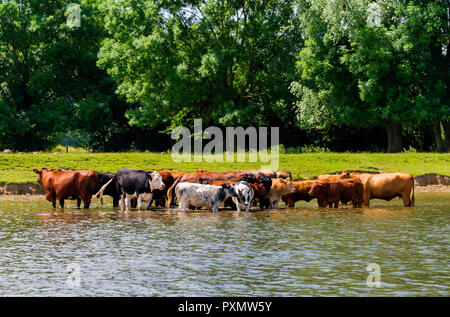 Mandria di mucche il raffreddamento nel fiume Tamigi Foto Stock