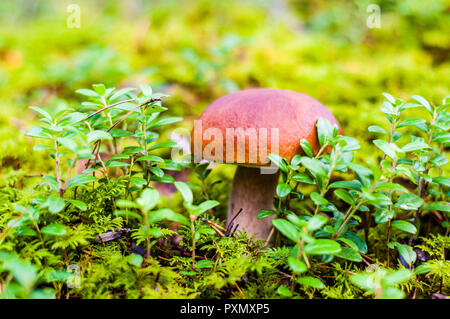 Ci sono molte specie di boletes, e la loro identificazione varia da relativamente facile profondamente difficile. Foto Stock