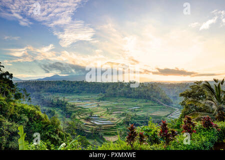 Vista dei terrazzi di riso e Gunung Agung vulcano di sunrise, Rendang, Bali, Indonesia Foto Stock