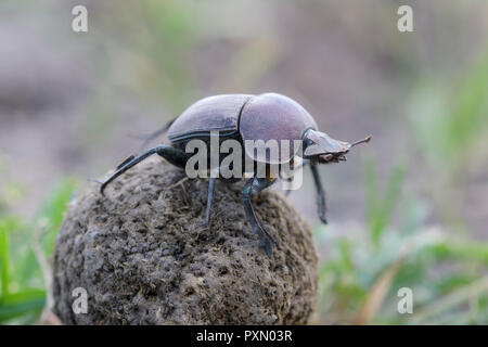 Dung Beetle (Kheper aegyptiorum) sulla parte superiore della sfera di sterco, , Ngorongoro Conservation Area, Tanzania. Foto Stock