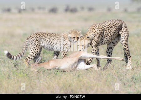 Femmina di ghepardo (Acinonyx jubatus) madre con cub tirando un appena ucciso GNU (Connochaetes taurinus) di vitello, Ngorongoro Conservation Area, Tanzani Foto Stock