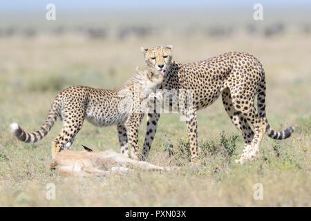 Femmina di ghepardo (Acinonyx jubatus) madre leccare cub e un appena ucciso GNU (Connochaetes taurinus) di vitello, Ngorongoro Conservation Area, Tanzania Foto Stock