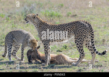 Femmina di ghepardo (Acinonyx jubatus) madre con cub alimentazione su un appena ucciso GNU (Connochaetes taurinus) di vitello, Ngorongoro Conservation Area, Tanz Foto Stock