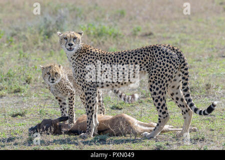 Femmina di ghepardo (Acinonyx jubatus) madre con cub in piedi con un appena ucciso GNU (Connochaetes taurinus) di vitello, guardando la telecamera, Ngorongoro c Foto Stock