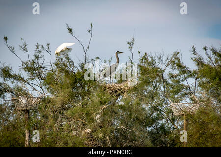 Airone bianco maggiore e airone cenerino nella struttura ad albero superiore, Parc Ornithologique, Pont de Gau, Saintes Maries de la Mer, Bouches du Rhone, Francia. Foto Stock