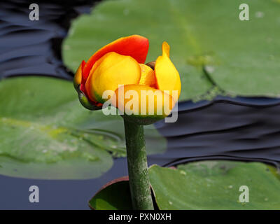 Drammatica del giallo e del rosso a petali sepali di Nuphar variegata (giallo stagno-lily) mantenuto al di sopra dell'acqua in un giardino ornamentale stagno in London, England, Regno Unito Foto Stock