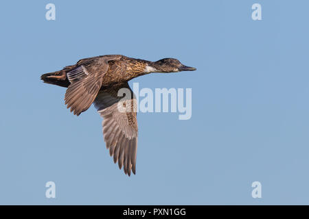 Primo piano di anatra in volo, direzione destra, collo allungato e ali in corsa verso il basso, con sfondo blu cielo. Foto Stock