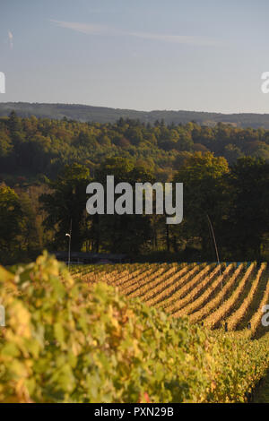 Albury Vigna organico in autunno Foto Stock