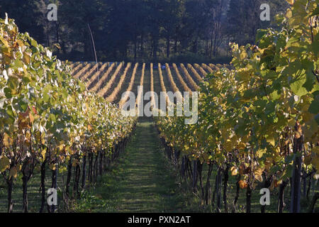 Albury Vigna organico in autunno Foto Stock