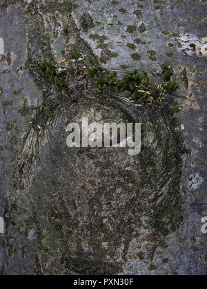 Il modellamento della corteccia di un rowan tronco di albero in vista da vicino Foto Stock