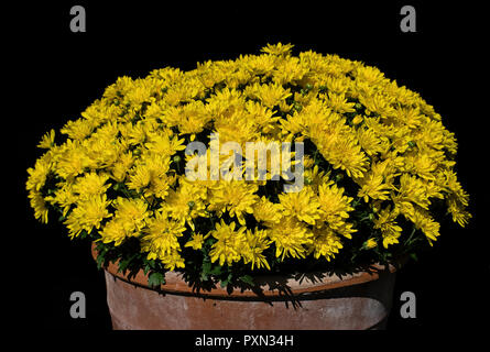 Giallo crisantemi in pentola di creta. Essi sono a volte chiamati mamme o chrysanths e sono del genere crisantemo nella famiglia Asteraceae. Foto Stock