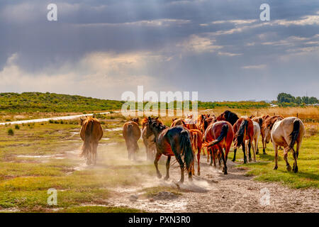 Il mongolo cavalli contro le praterie e nuvole drammatico durante l'autunno in Hailar, Mongolia Interna, Cina Foto Stock