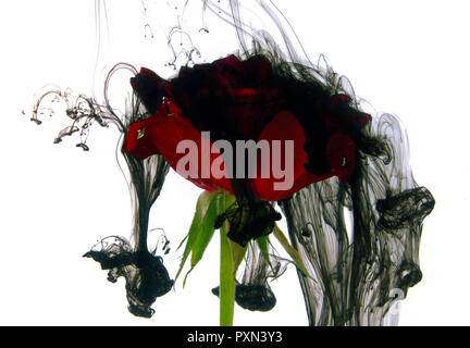 Nuvole scure su una rosa rossa. Problemi di relazione o il concetto di morte Foto Stock