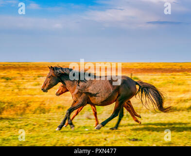 Il mongolo cavalli contro le praterie e nuvole drammatico durante l'autunno in Hailar, Mongolia Interna, Cina Foto Stock