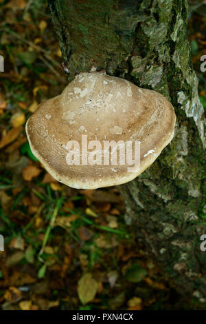 Staffa di betulla funghi che crescono su un argento betulla Foto Stock