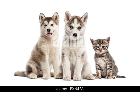 Gruppi di cani, Siberian Husky cucciolo, Alaskan Malamute cucciolo, American Polydactyl gattino, di fronte a uno sfondo bianco Foto Stock