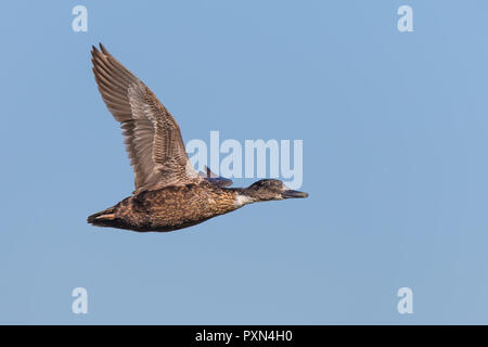 Vista laterale dettagliata close up wild duck UK isolato in volo la rubrica Diritto, collo disteso mentre le ali nella corsa verso l'alto, cielo blu sullo sfondo. Foto Stock