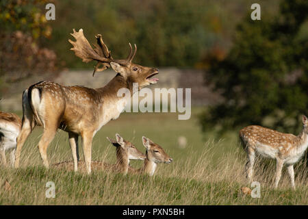 Cervi rossi adulti in ruggito con grandi antlers con mandrie di Hinds a Studley Royal, Ripon, North Yorkshire, Inghilterra, Regno Unito. Foto Stock