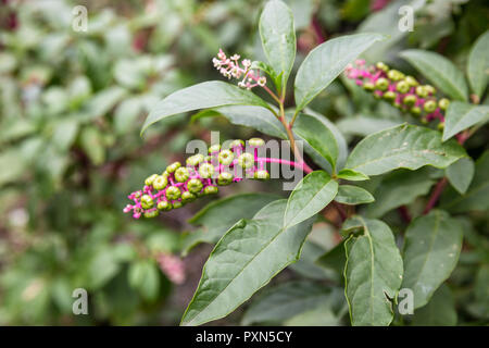 Phytolacca americana selvatica, di fiori e di frutti di bosco immaturo Foto Stock