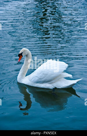 Bianco cigno solo nuotare in un lago Foto Stock
