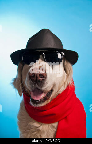 Il golden retriever cane indossando cappello, occhiali da sole e sciarpa Foto Stock