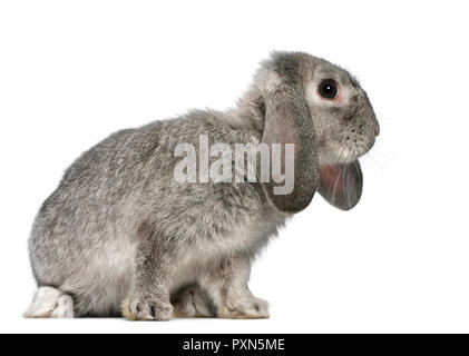 Lop francese di coniglio (2 mesi) - oryctolagus cuniculus Foto Stock