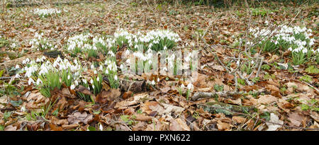 Snowdrops crescere in un bosco foresta con il suolo coperto con foglie Foto Stock