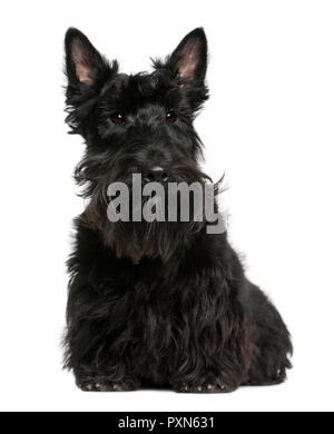 Scottish Terrier, 8 mesi di età, seduto di fronte a uno sfondo bianco Foto Stock