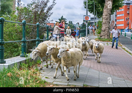 Imbrancandosi pastore del gregge di pecore in estate lungo la strada a brucare erba da ripide sponde di canali nella città Ghent / Gent, Fiandre, in Belgio Foto Stock