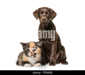 Cucciolo di Labrador Retriever seduta, European Shorthair kitten, di fronte a uno sfondo bianco Foto Stock