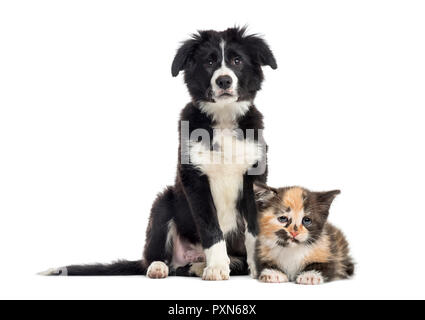 Cucciolo di Border Collie e European Shorthair kitten, di fronte a uno sfondo bianco Foto Stock