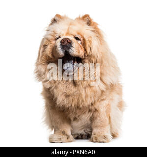 Chow Chow cane, 8 anni, seduti contro uno sfondo bianco Foto Stock