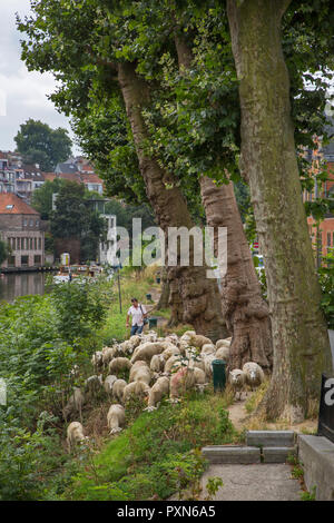 Imbrancandosi pastore del gregge di pecore lungo la ripida canal bank in estate in città Ghent / Gent, Fiandre, in Belgio Foto Stock