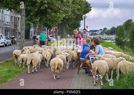 Imbrancandosi pastore del gregge di pecore lungo la strada a brucare erba da ripide sponde di canali nella città Ghent / Gent, Fiandre, in Belgio Foto Stock