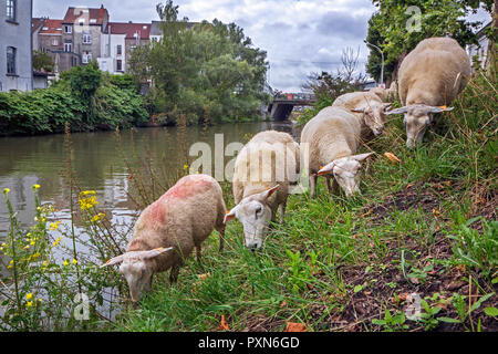 Gregge di pecore al pascolo erba lungo la ripida canal bank in estate in città Ghent / Gent, Fiandre, in Belgio Foto Stock